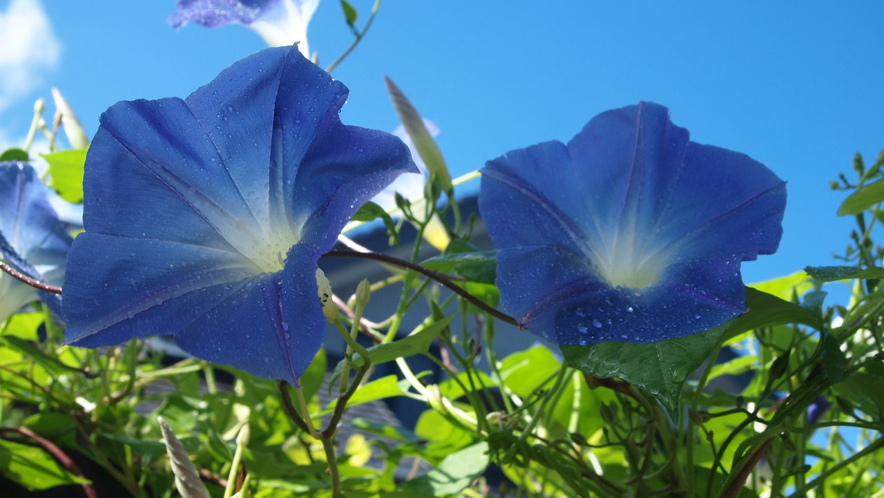 ブラジルにはHIVに感染しながら暮らしているが、それを知らない人が13万5千人いる