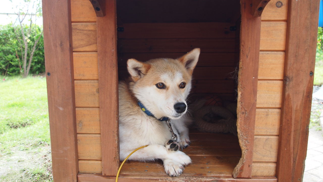 火星の風の音を聞きたいですか? NASA 探査機 InSight が記録しました。