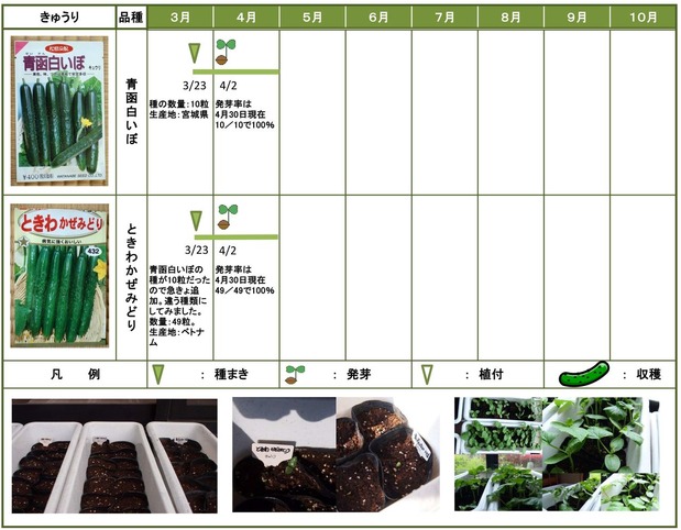 2014年日記4月きゅうり