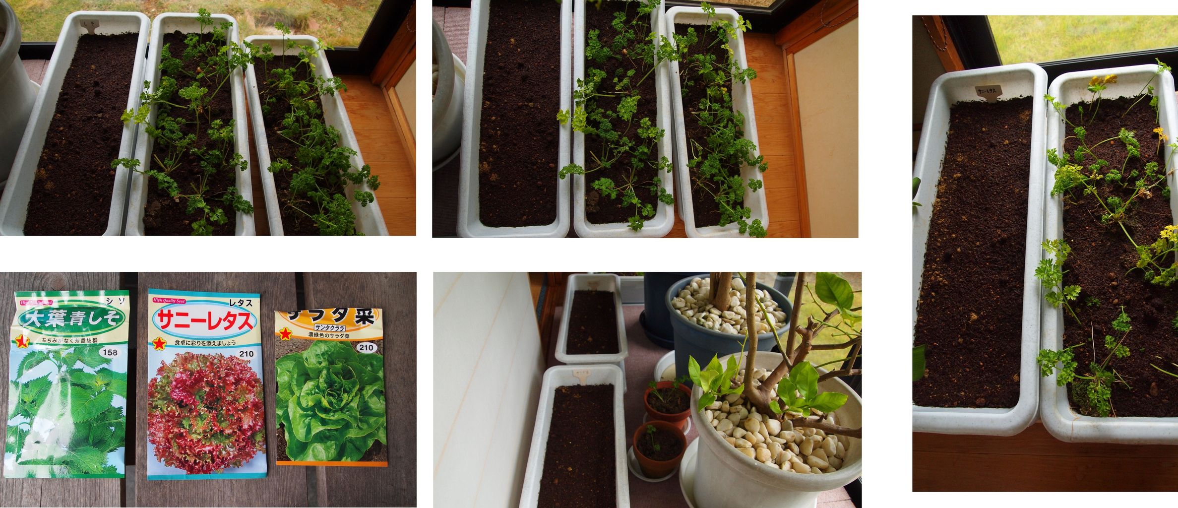 科学者、スペースXが打ち上げた自動車が火星に感染する可能性があると発表