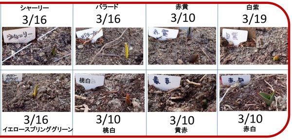 2013チュリップ発芽日 - コピー (2)