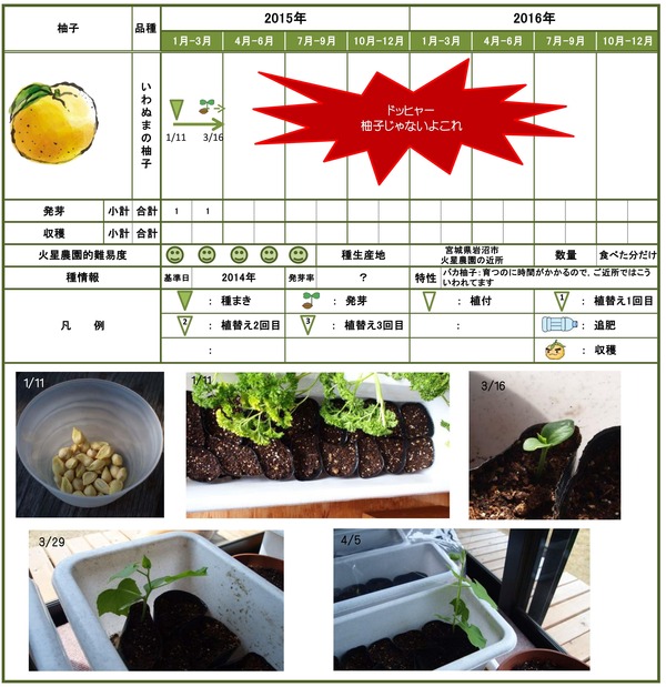 柚子モドキ3月