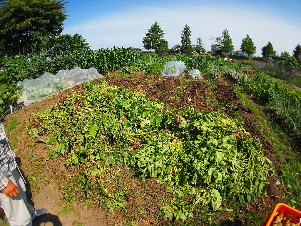 ポリオ飛沫ワクチンはコロナウイルスからの防御に役立つ可能性がある