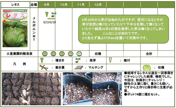 2014年日記9月レタス2