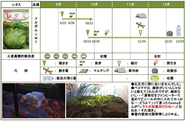 2014年12月レタス１