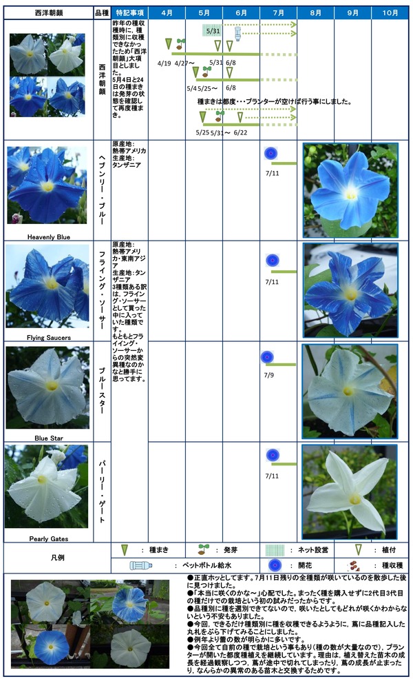 2014年日記7月西洋朝顔