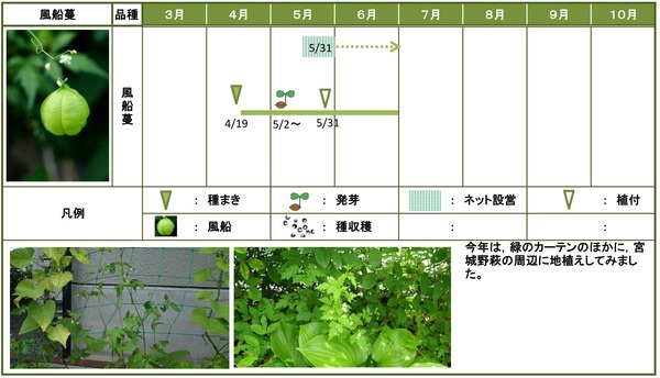 2014年日記6月風船蔓