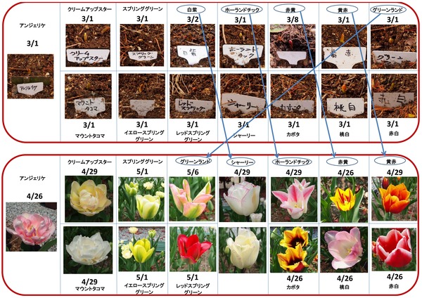 レディー・ガガ、ザ・シンプソンズのシーズン最終回に「侵入」