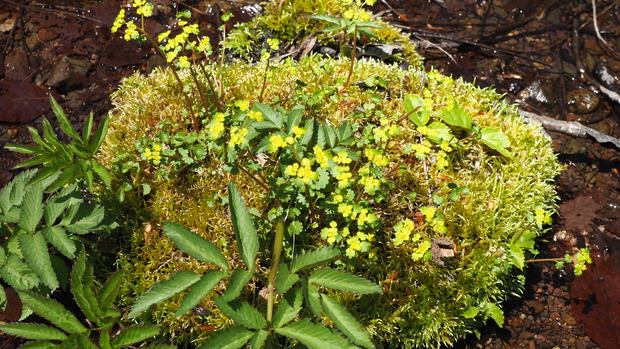 P4250312