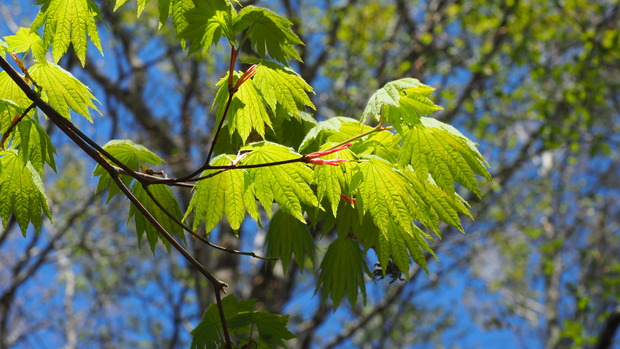 P4250391