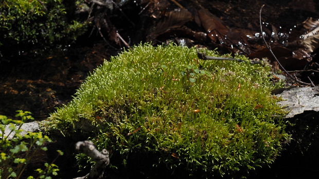 P4250326