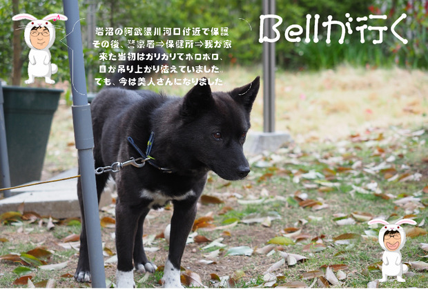 bellが行く