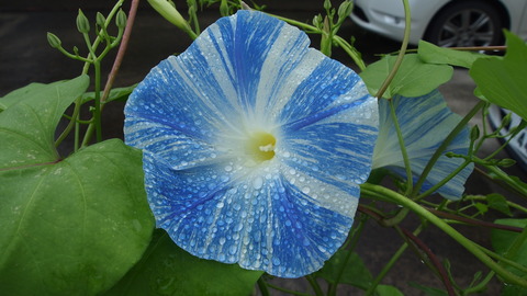 P7195455