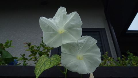 P7195450