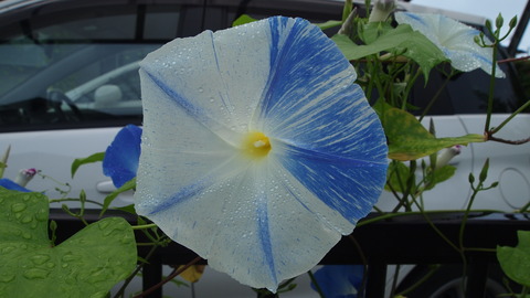 P7195467