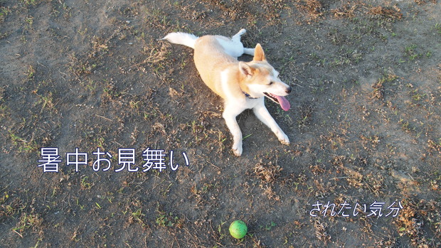 P7143735 - コピー