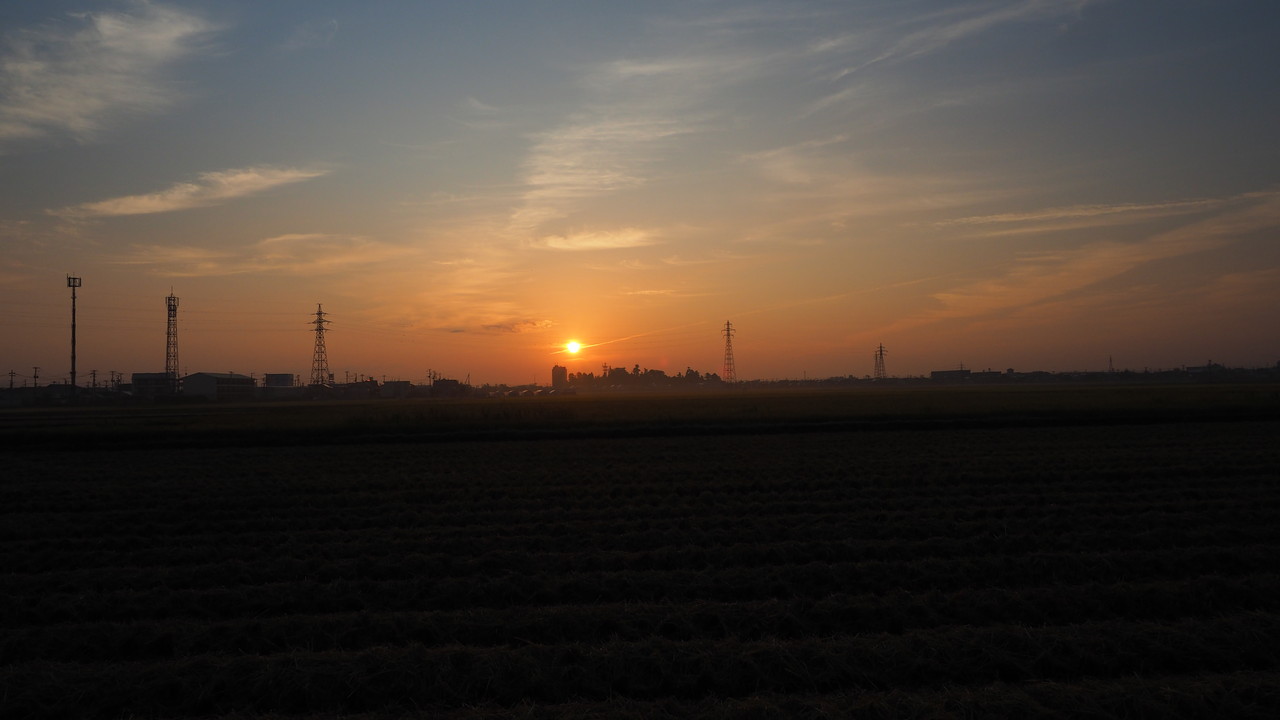 遺伝子は犬種間の異なる行動の説明に役立つ