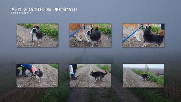 ギン君 2015年4月30日 午前5時51分