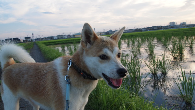 夏が来たわ