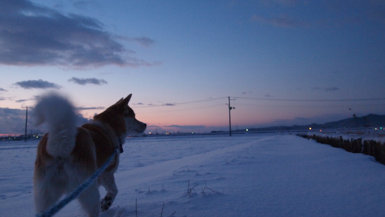 立ち往生した牛: この動物が危険を認識していないことを示す 9 つの証拠