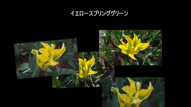 イエロースプリンググリーン4