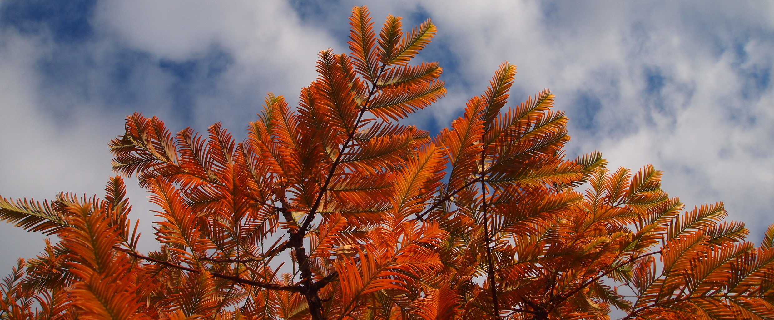 先駆的な火星ヘリコプターが来年どのように飛行するかを調べてください