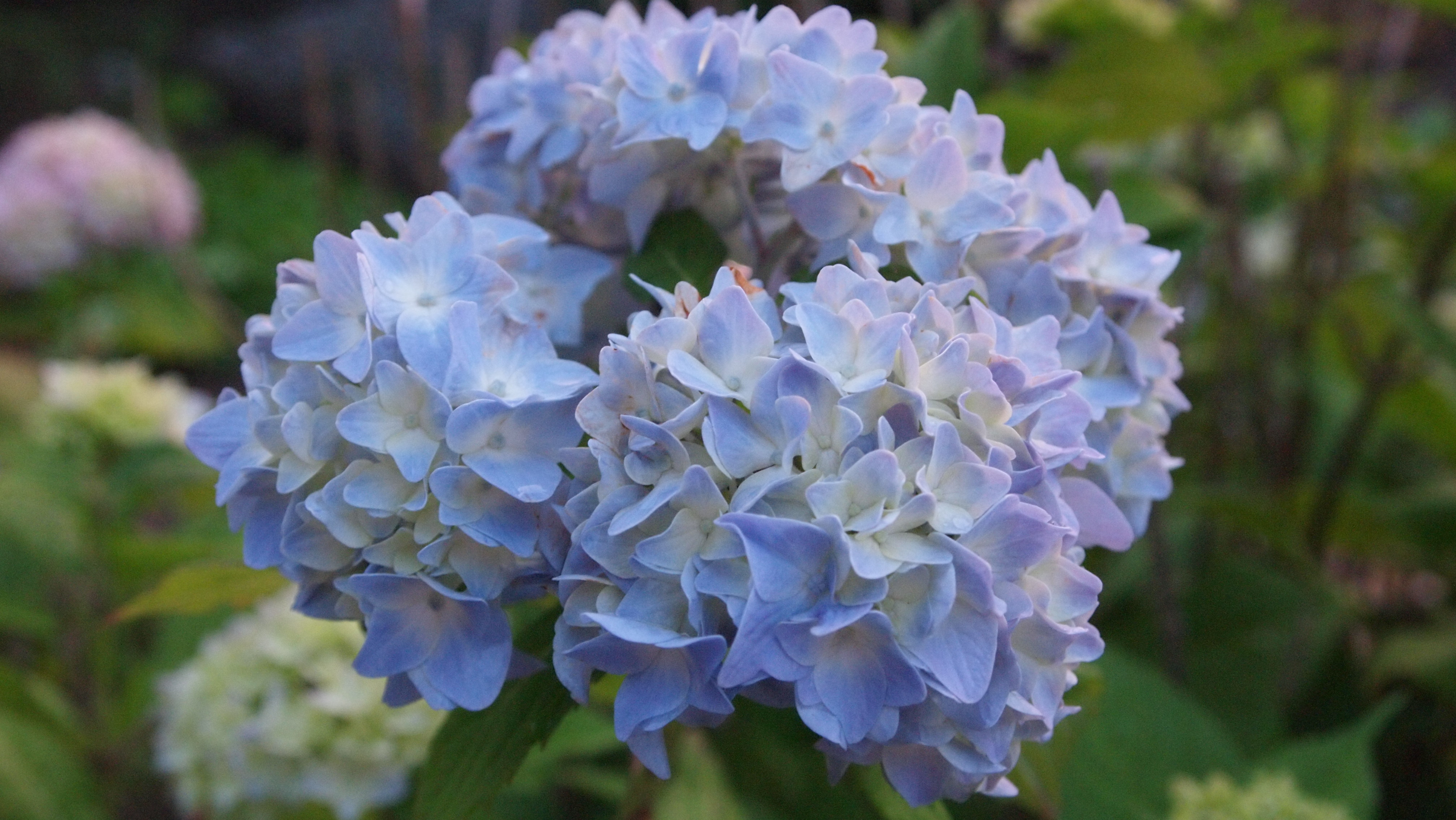 「地獄から来た天使」:カルカッタのマザー・テレサをめぐる論争