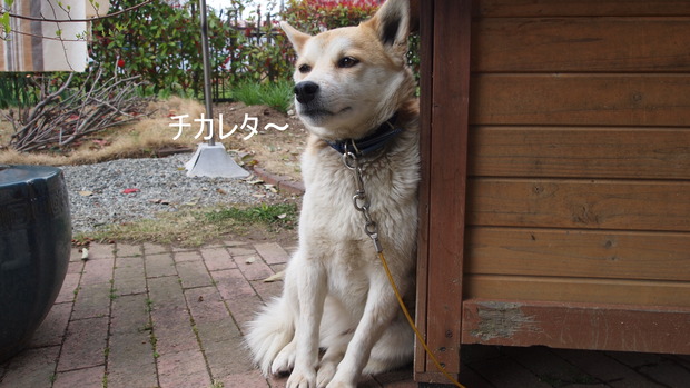 NASAの車両が火星で異星人の微化石を探索