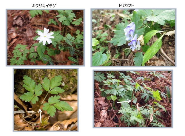 キクザキイチゲとトリカブト