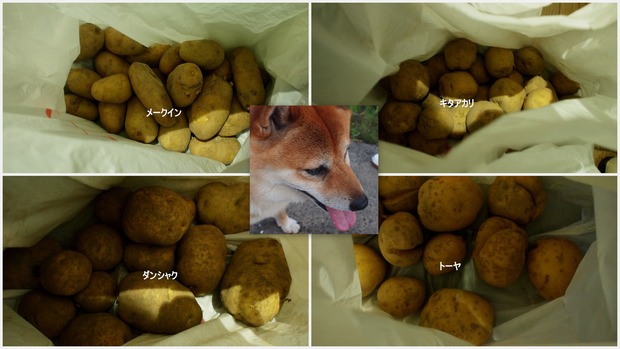 コラージュ2