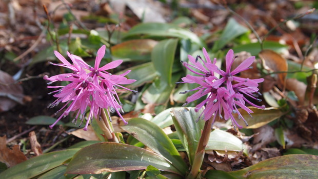 P4250203ｼｮｳｼﾞｮｳﾊﾞｶﾏ