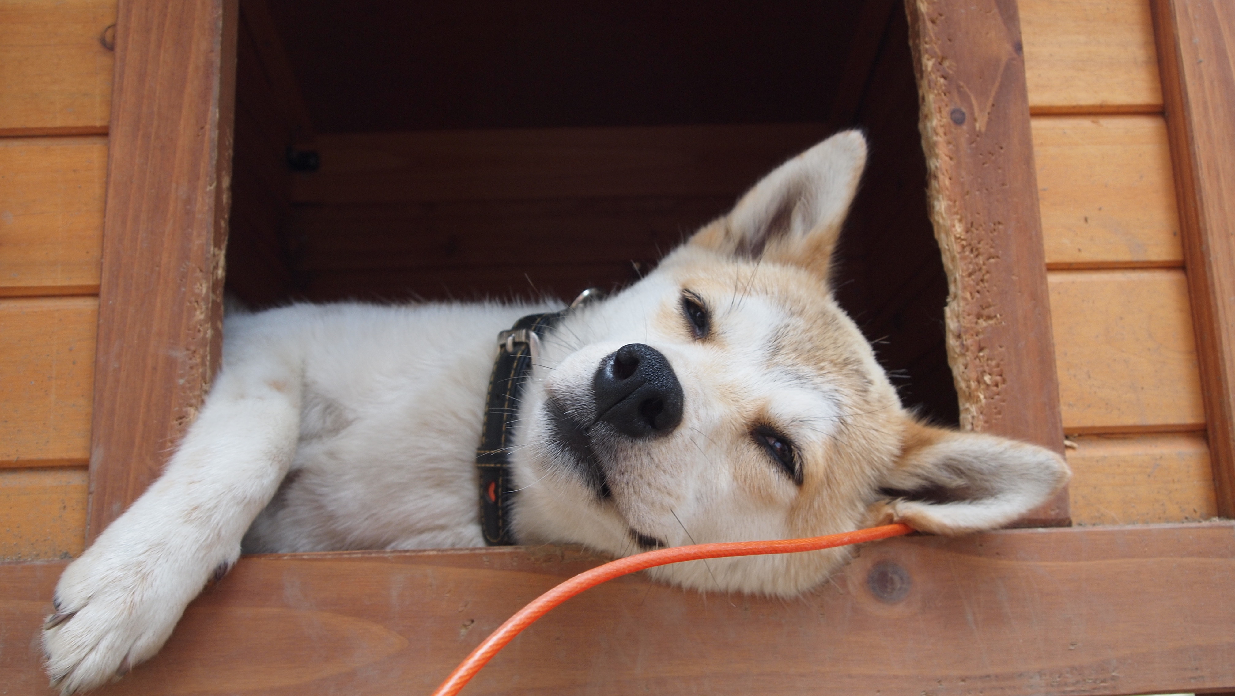 赤い惑星である火星についての事実と好奇心を学びましょう