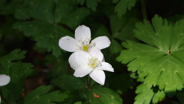 P4099380ニリンソウ