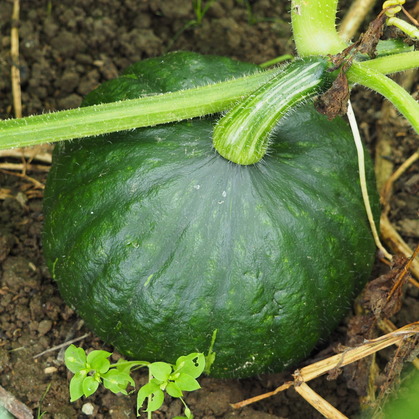 P7276912