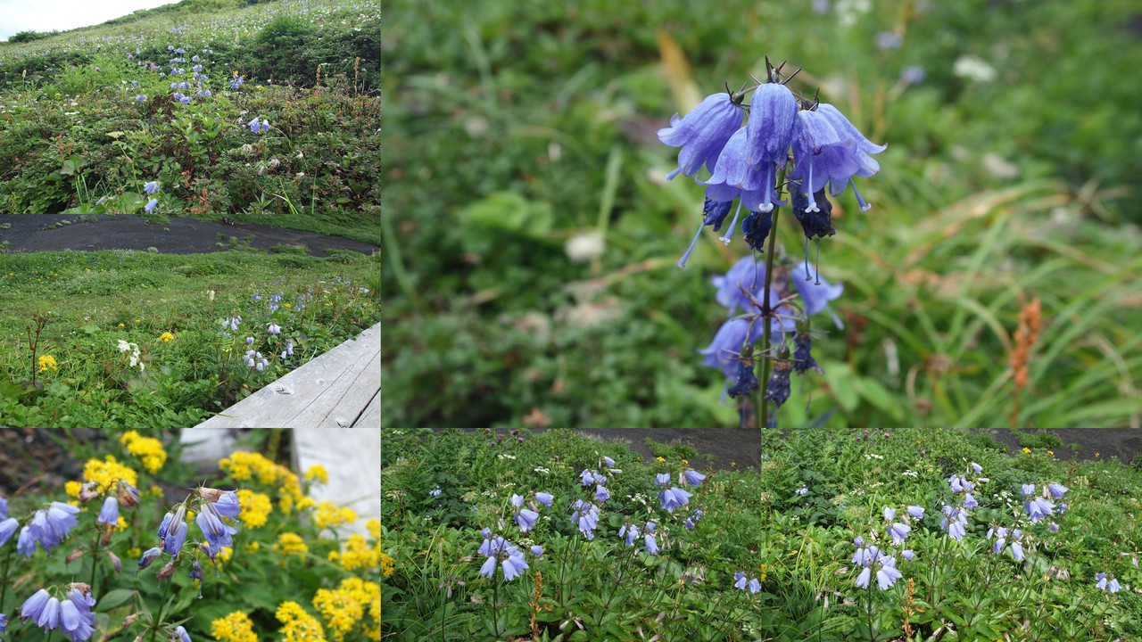 火星の風の音を聞きたいですか? NASA 探査機 InSight が記録しました。