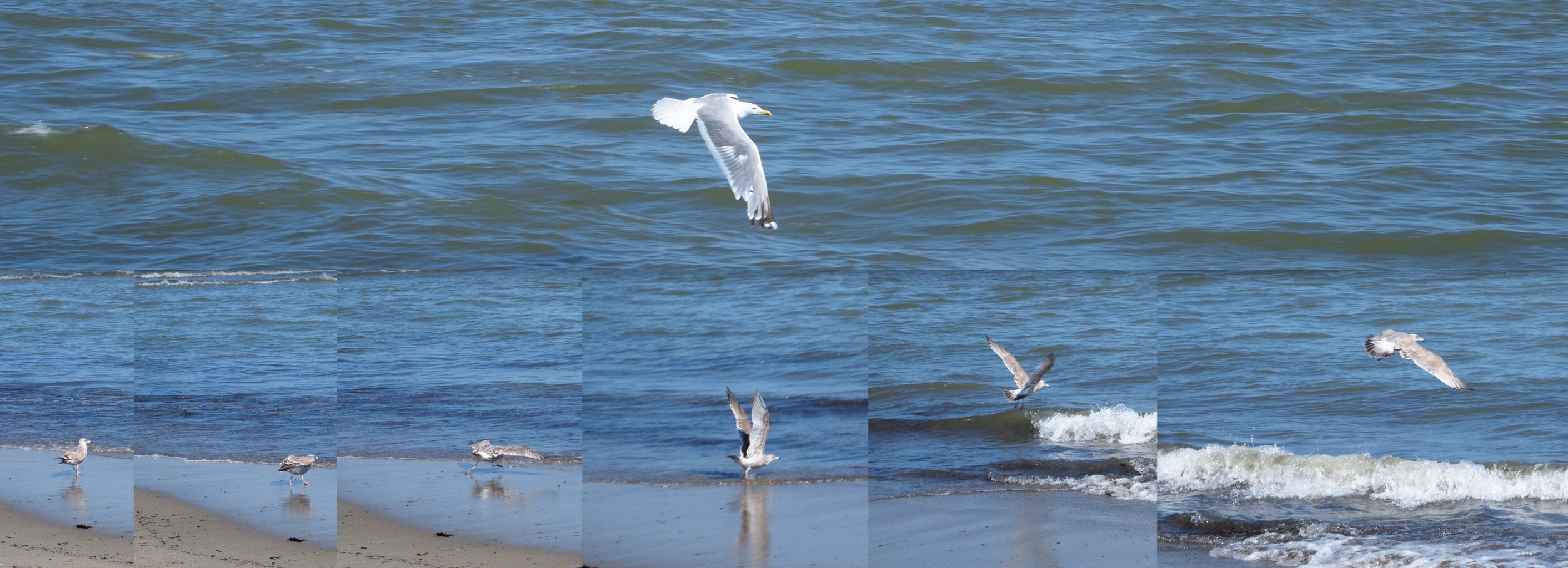 メドゥーサエ・フォッサイはUFOの墜落現場として推測されている。 (出典: ESA/開示)