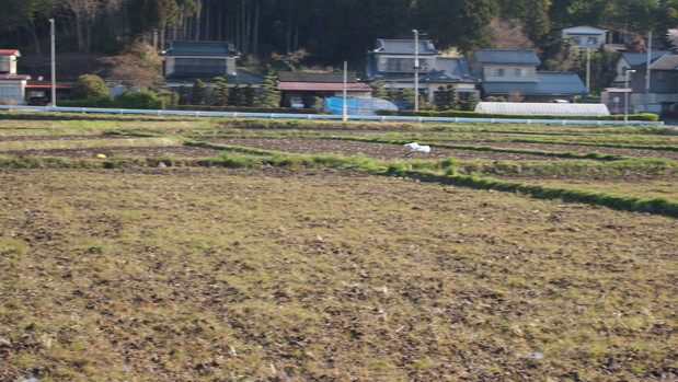 飛んでる