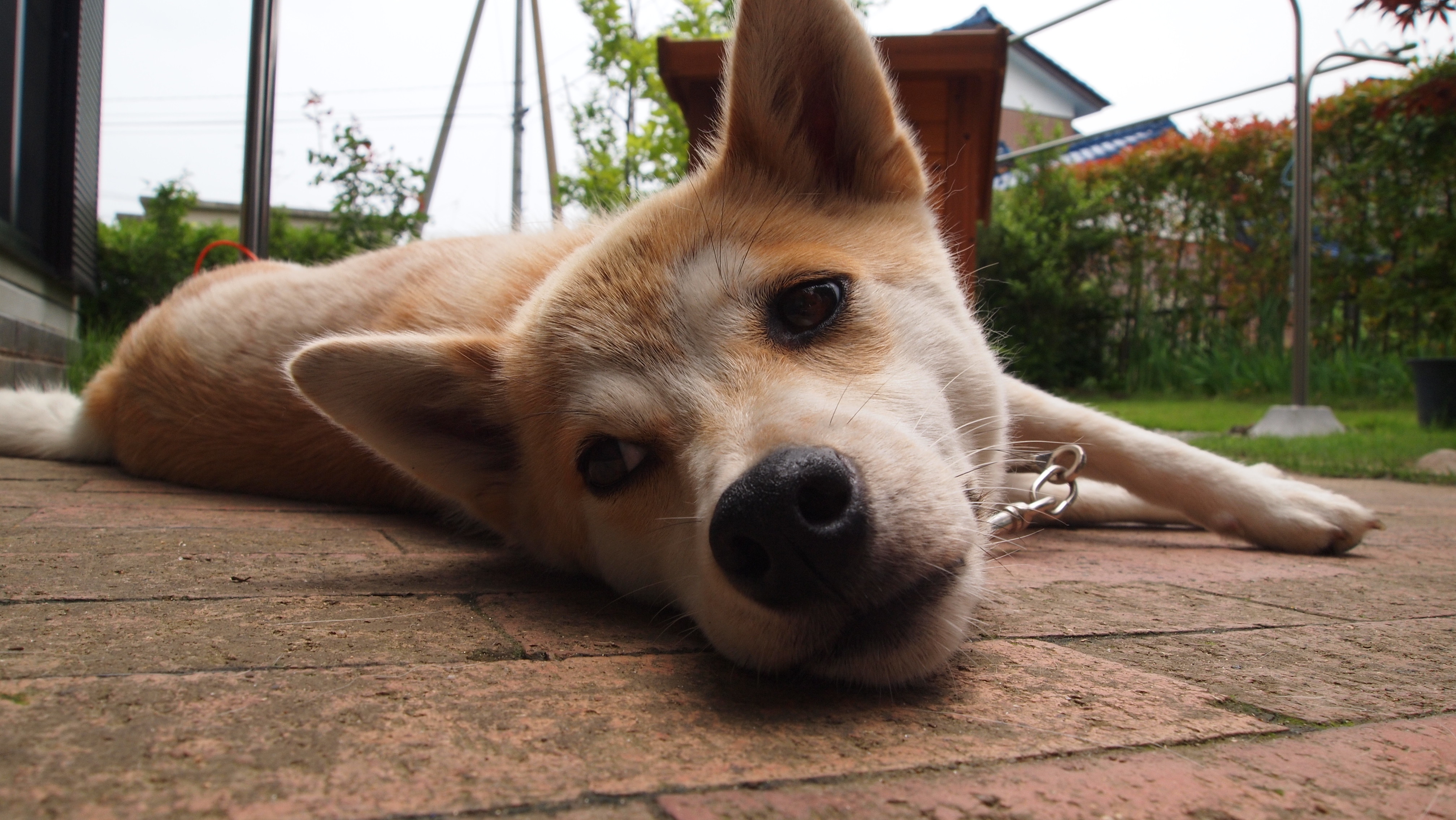 火星のインサイト探査機によって記録された最初の「火星地震」を今すぐ聴いてください。