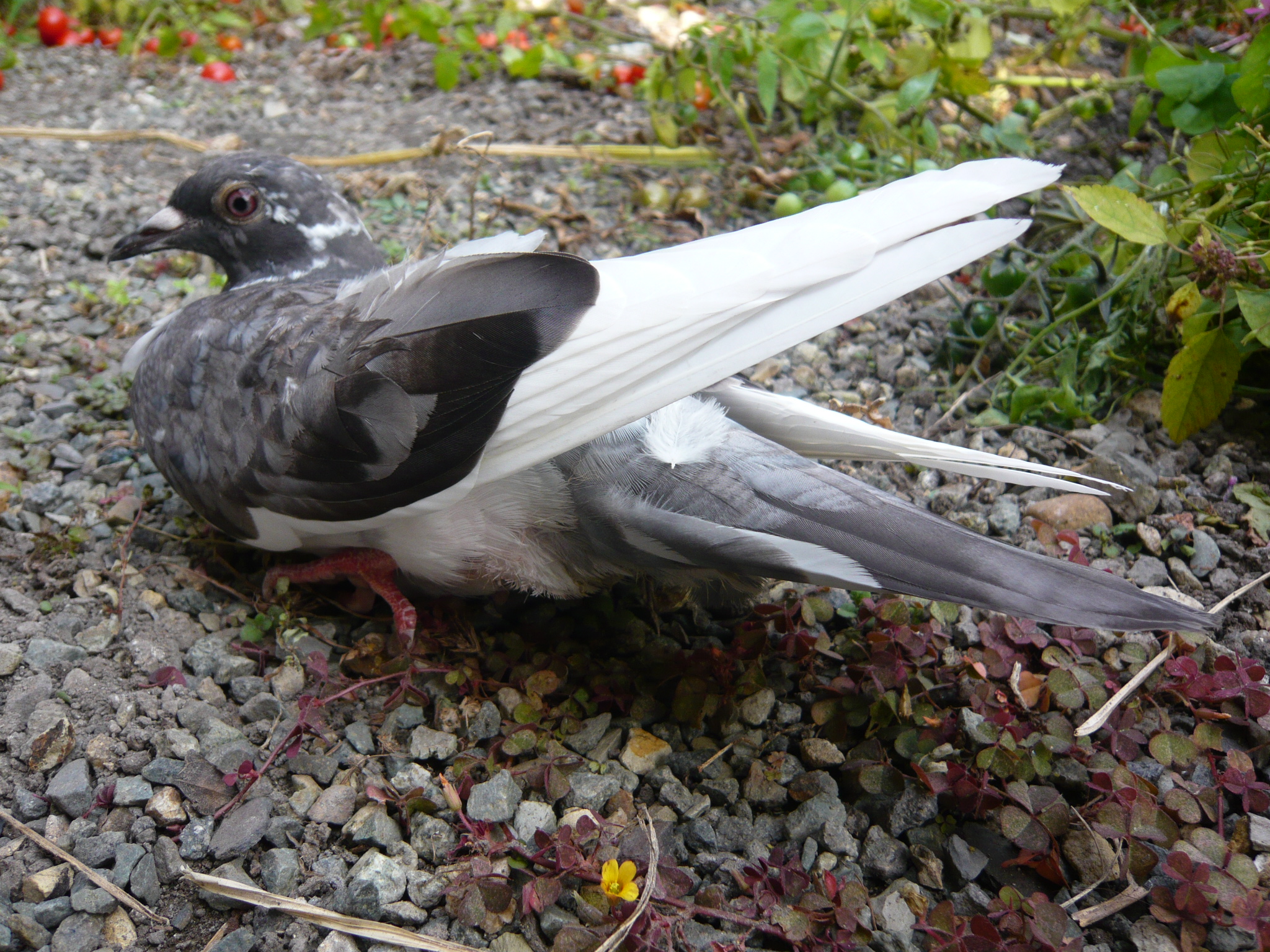 この鳥は何でしょう マイナスドライバ 08