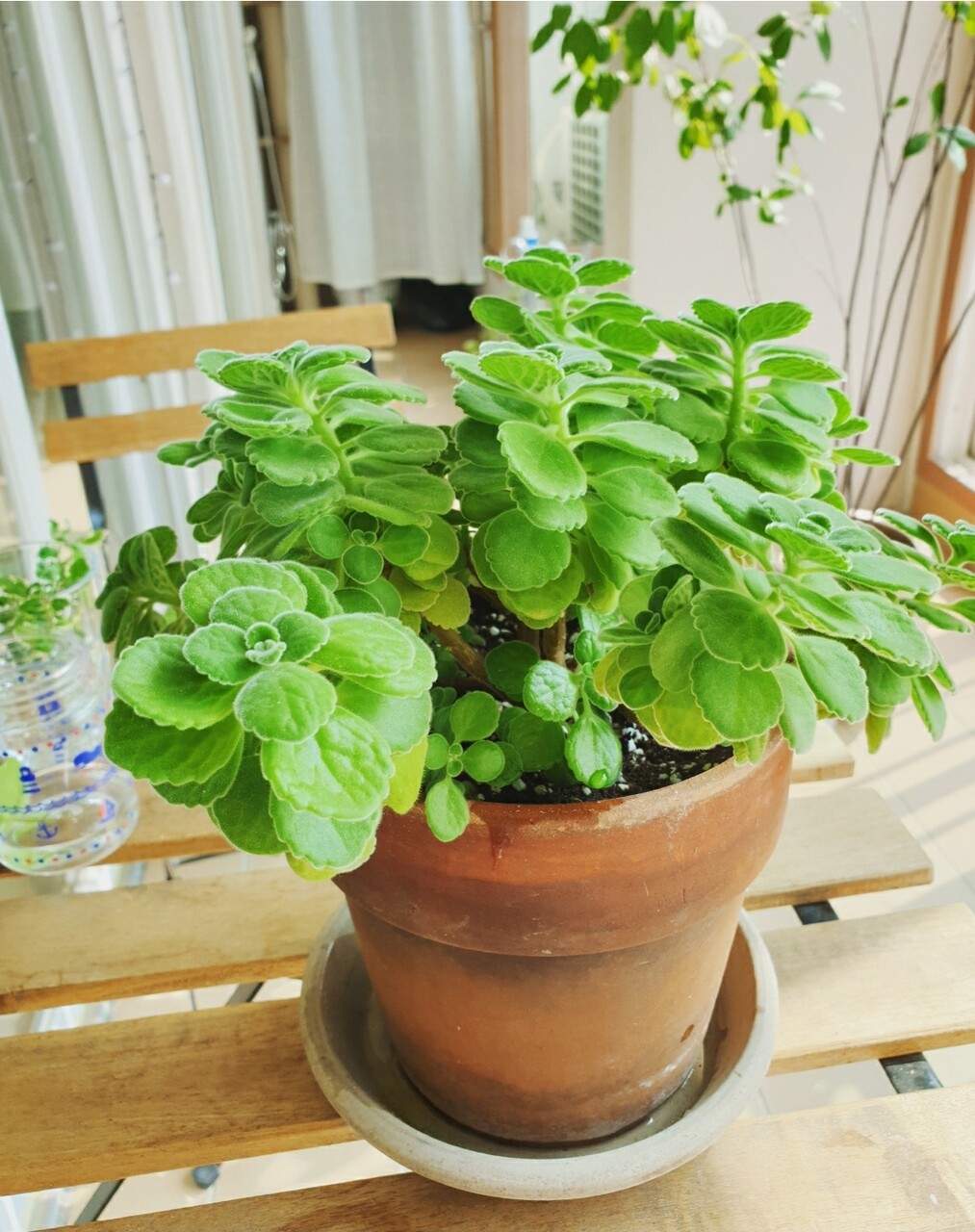 根ぐされしたアロマティカスのその後と 最近の植物たち むくげの花