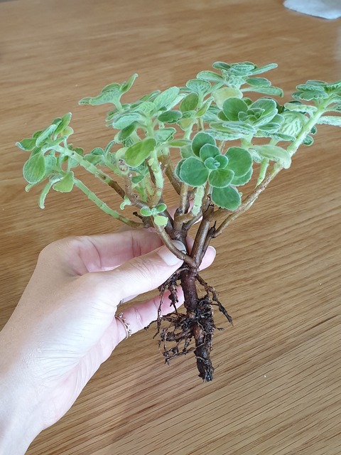 ベランダガーデニング アロマティカスの根ぐされと対処 むくげの花