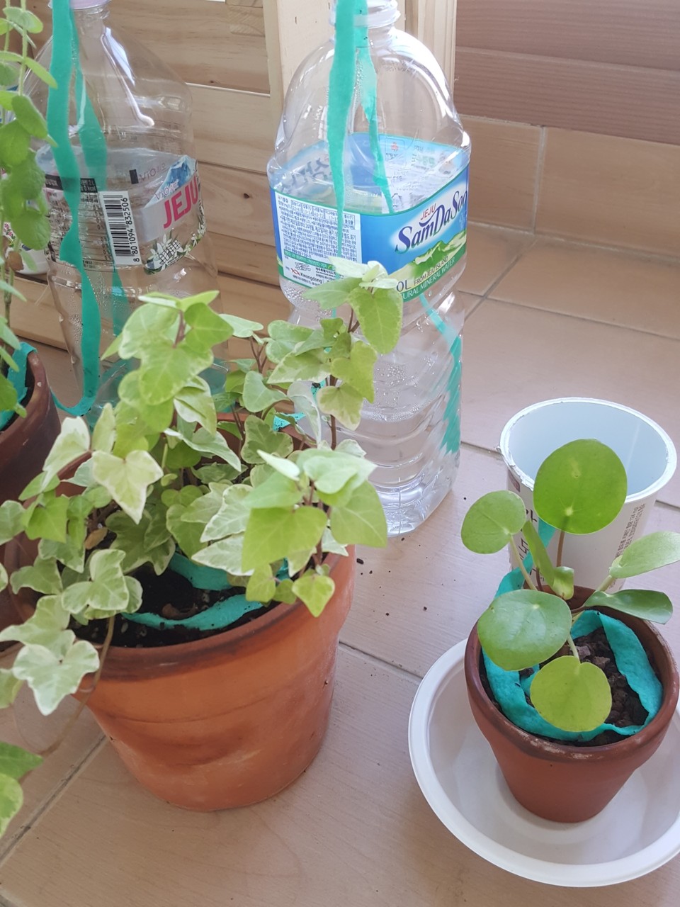 日本一時帰国中の自動給水装置を手作り むくげの花 日本一時帰国中の自動給水装置を手作り むくげの花