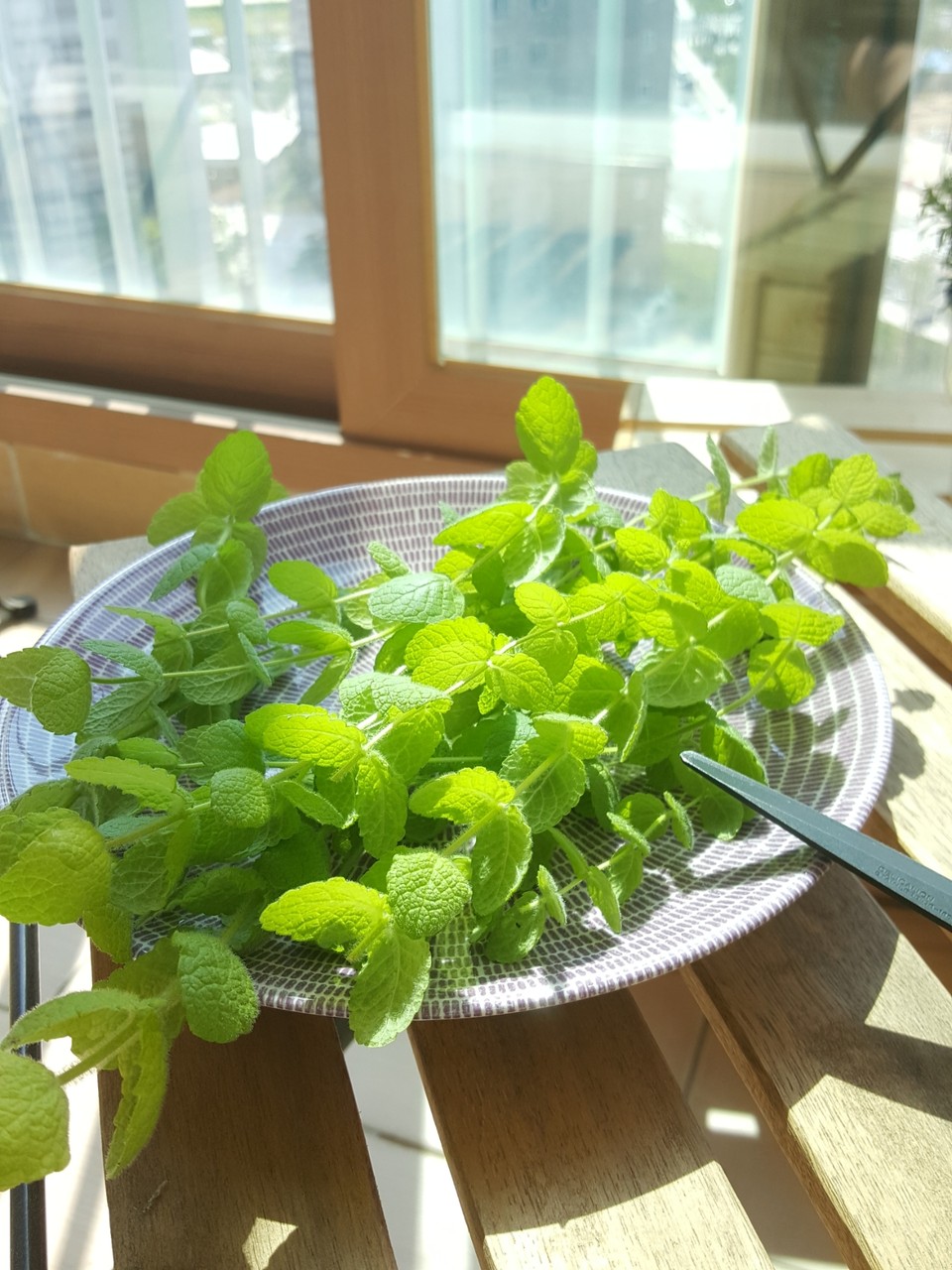 ミントの株分けと モロッコ風ミントティー むくげの花