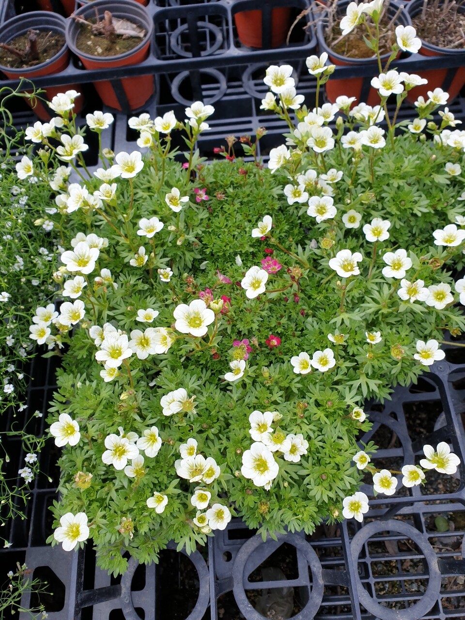 ベランダガーデニング 新しい子が仲間入り むくげの花