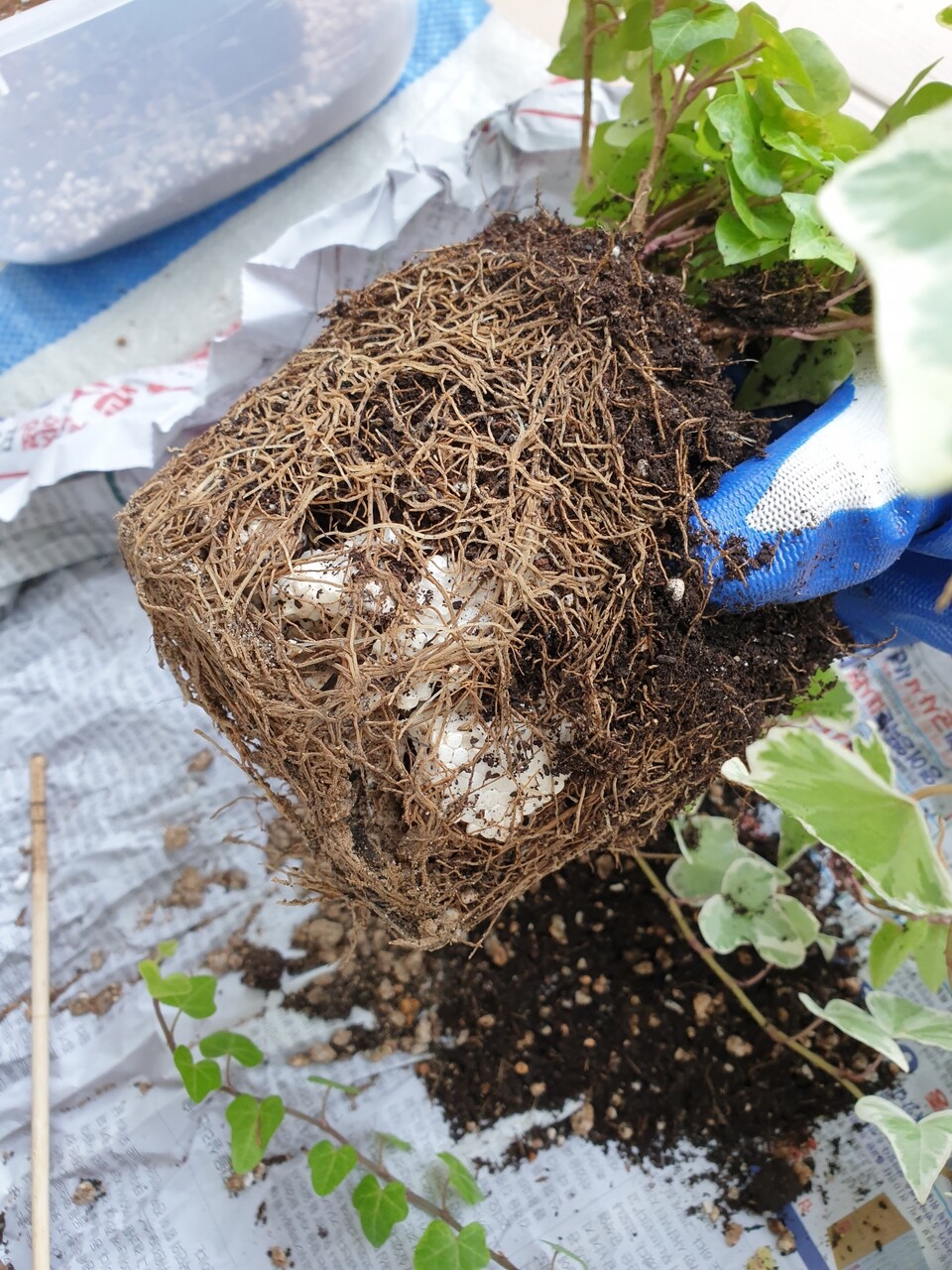 アイビー 初めての植え替え むくげの花