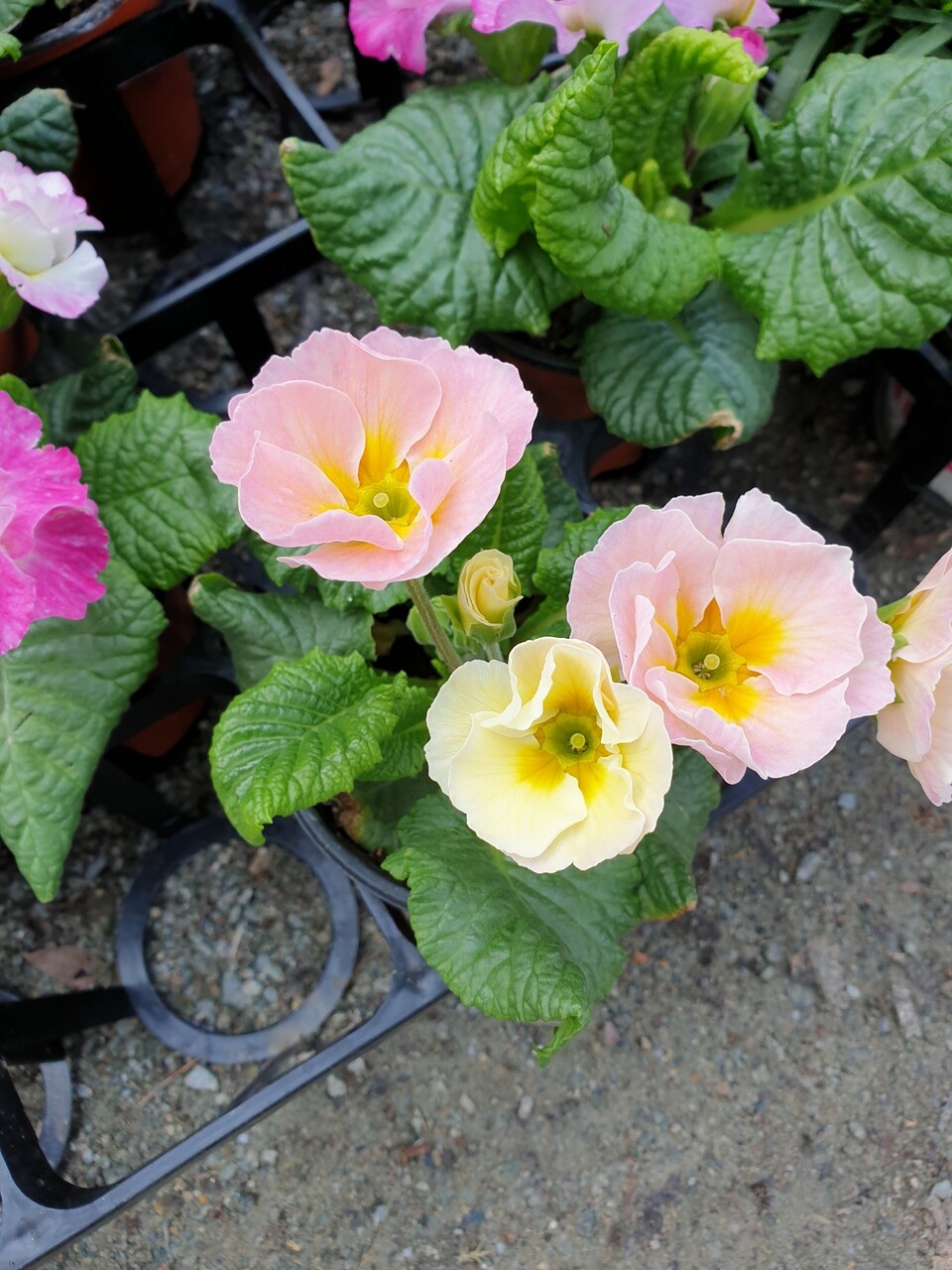 ベランダガーデニング 新しい子が仲間入り むくげの花