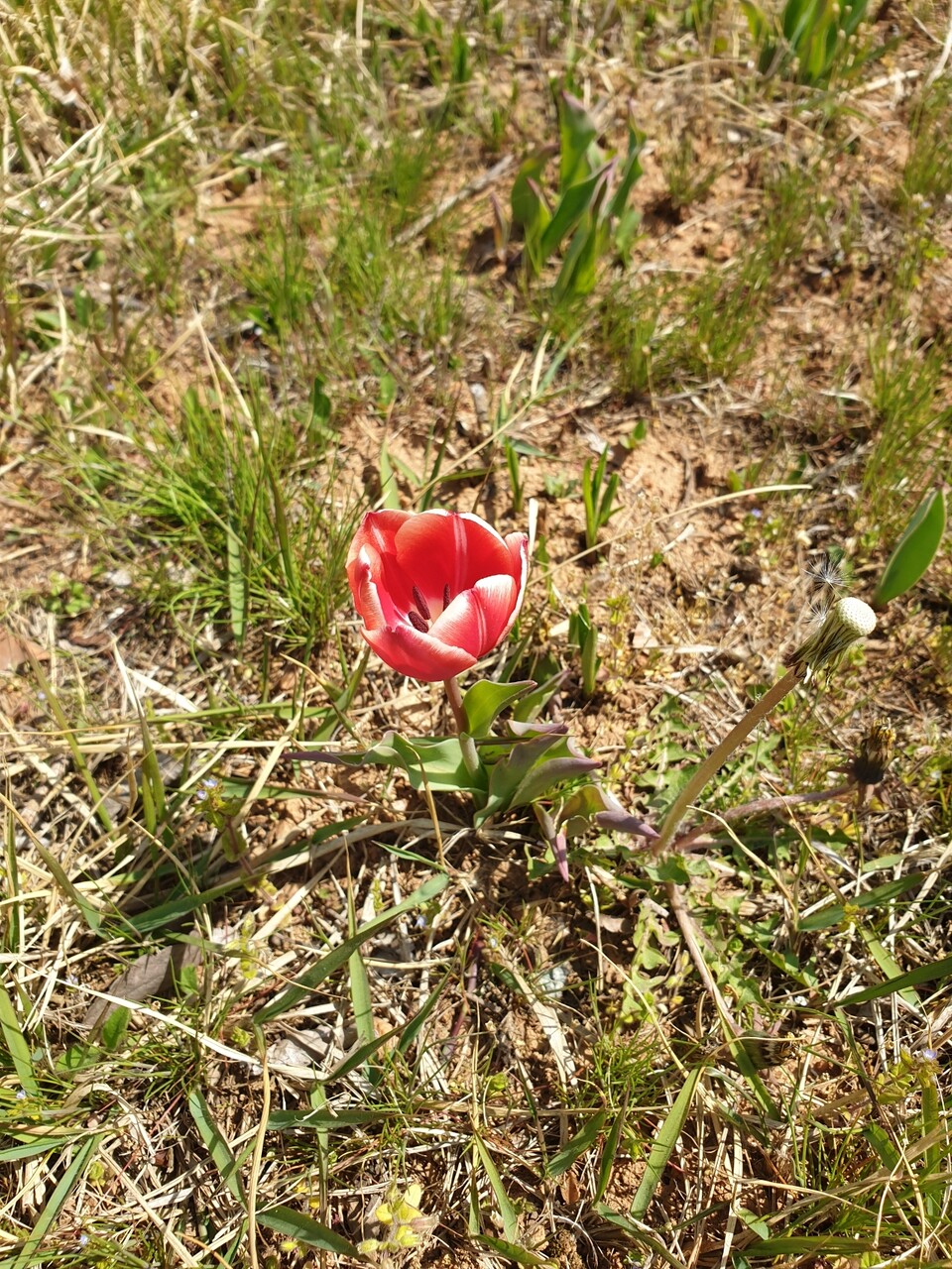 チューリップの野原で遊ぶ むくげの花