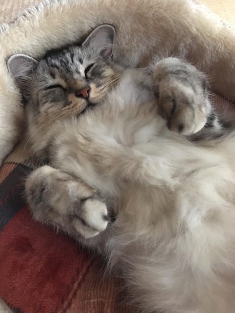 速報】ワイの猫ちゃんかわいい : なんでも受信遅報@なんJ・おんJまとめ