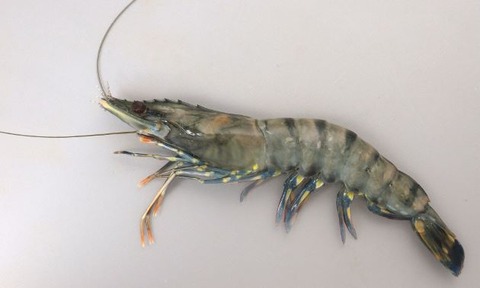 （ヽ´ん`）「ブラックタイガーが群れになっても倒せる」