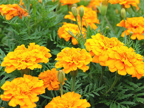 【画像】彡(^)(^)「マリーゴールドって見た目や名前綺麗やなぁ~さぞええ香りが」敵「臭いよ」